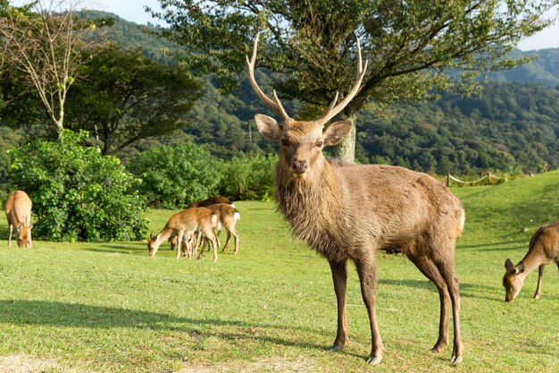 Stag cervo nel monte