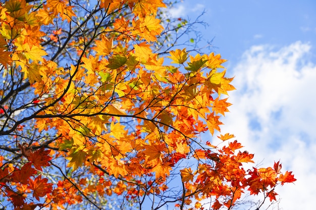 Stagione autunnale al Maruyama Park