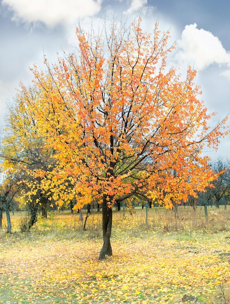 Stagione autunnale. Albero autunnale solitario con foglie giallo-arancio brillante