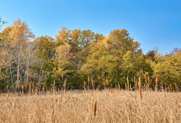 Stagione autunnale. Bosco autunnale e giunco di fiume secco