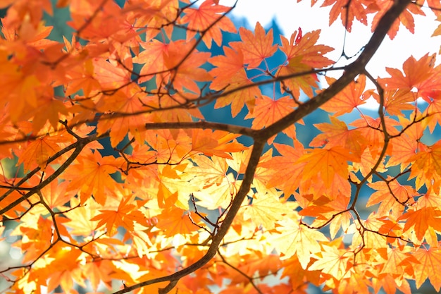 Stagione autunnale di albero e foglie