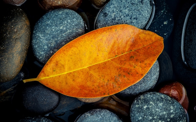 Stagione autunnale e concetti pacifici. Foglia d&#39;arancia sulla pietra del fiume.