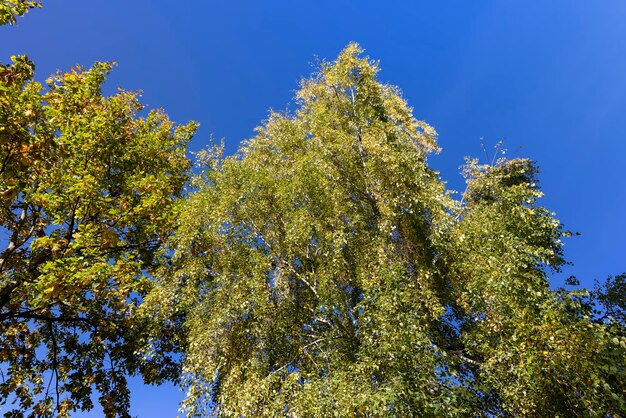 Stagione autunnale nel parco il fogliame