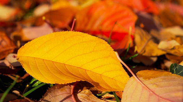 Stagione autunnale. Primo piano di una foglia gialla tra le foglie autunnali colorate