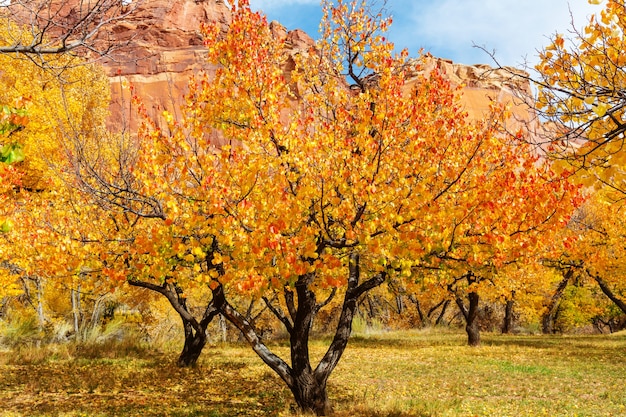 Stagione autunnale