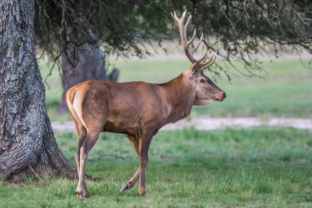 Stagione del cervo rosso La Pampa Argentina