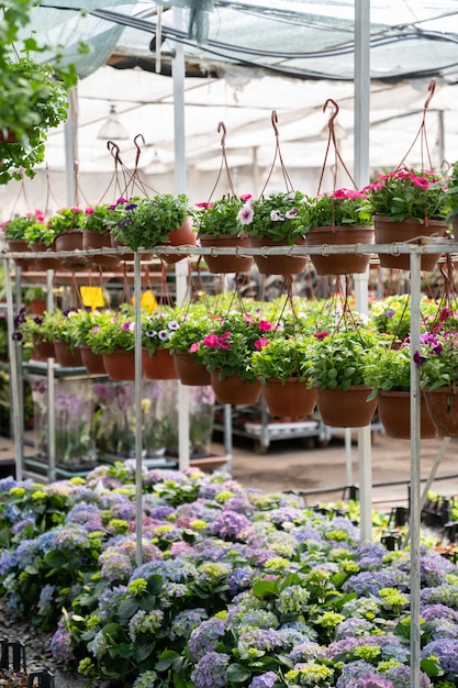 Stagione della fioritura in serra con file di fiori in fiore e vasi con piante in serra