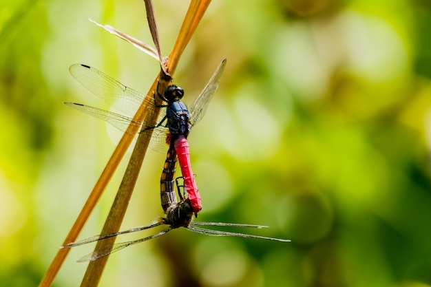 Stagione di accoppiamento della libellula nel fondo della natura.