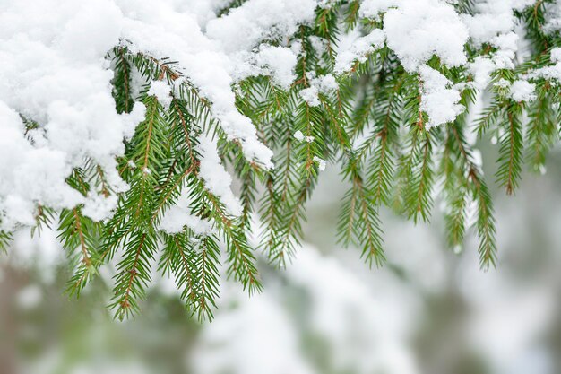 Stagione invernale all'aperto Rami di pino sempreverdi dell'albero di Natale coperti di neve