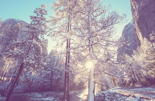 Stagione invernale nel Parco Nazionale di Yosemite, California, USA