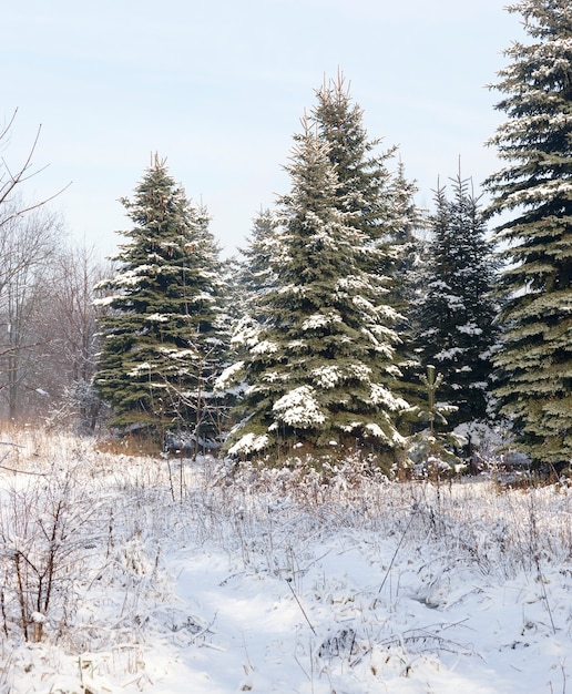 Stagione invernale nella foresta, abete rosso sempreverde e pino con aghi ricoperti di neve e gelo in natura