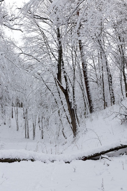 Stagione invernale nella foresta o nel parco con alberi spogli, latifoglie senza fogliame nella neve dopo bufere di neve e nevicate