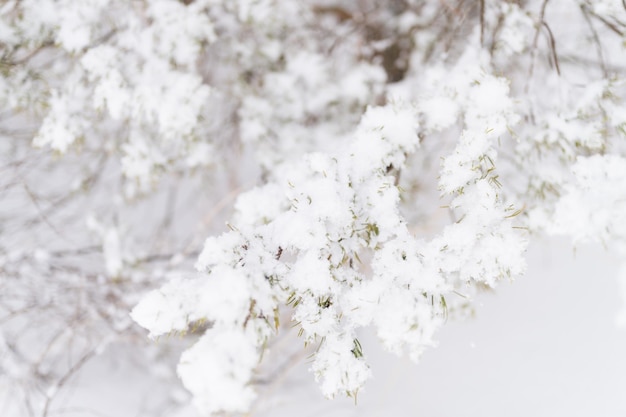 Stagione invernale nevosa in natura fresca ghiacciata neve e fiocchi di neve ricoperti di rami di abete rosso o abete o pino in una gelida giornata invernale nella foresta o in giardino tempo freddo Natale