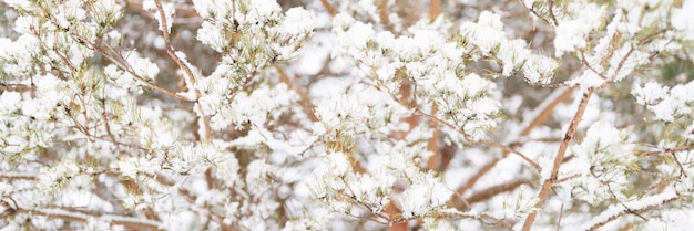 Stagione invernale nevosa in natura fresca ghiacciata neve ghiacciata e fiocchi di neve ricoperti di rami di abete rosso o abete o pino in una gelida giornata invernale nella foresta o in giardino tempo freddo banner natalizio