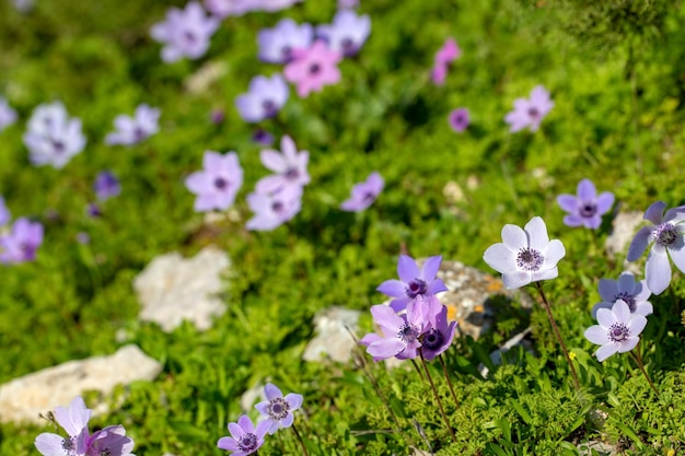 Stagione primaverile; fiore selvatico; Anemone (Anemone coronaria)