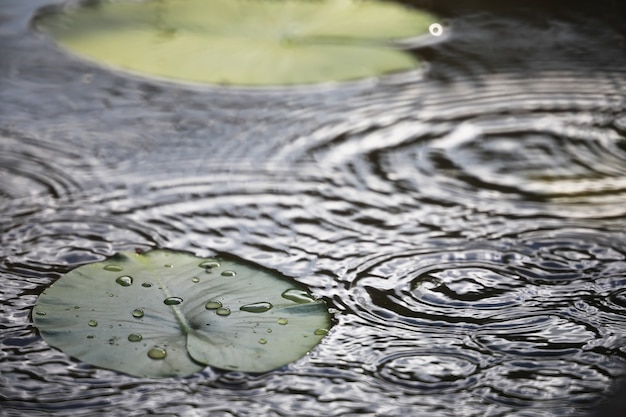 Stagno con lenticchie d'acqua, piante palustri, ninfee e victoria amazonica