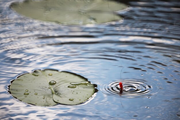 Stagno con lenticchie d'acqua, piante palustri, ninfee e victoria amazonica