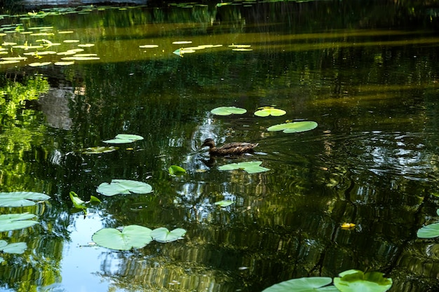 Stagno con un'anatra galleggiante