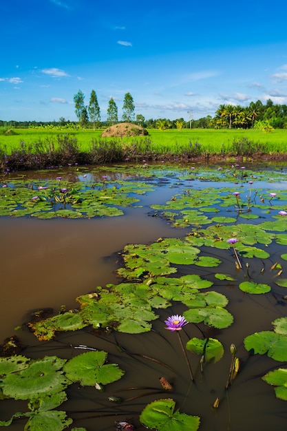 Stagno di loto con campo di riso e cielo in campagna