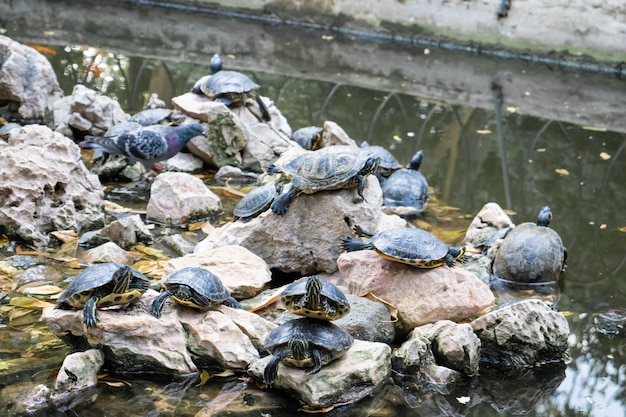 Stagno di tartaruga con molte tartarughe nel parco a Atene Grecia