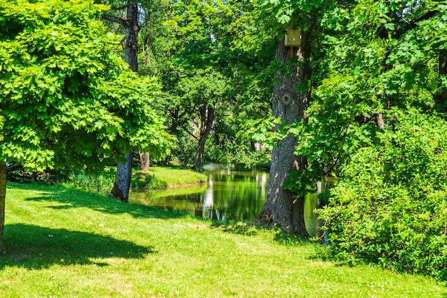 Stagno e alberi verdi nel parco cittadino d'estate.