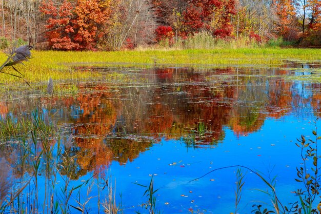 Stagno in autunno, foglie gialle, riflesso autunnale lago di legno giallo