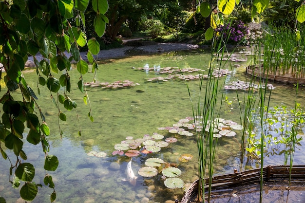 Stagno in un giardino giapponese