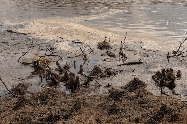 Stagno inquinato del fiume con fango e rami di alberi