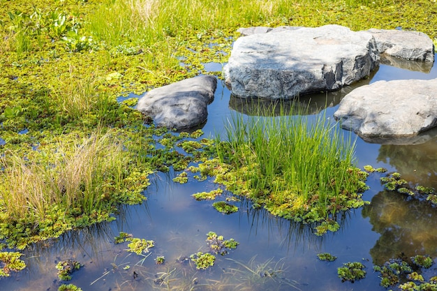 Stagno lago verde palude natura fresca acque poco profonde area alluvionale con piante acquatiche erba buona ecologia