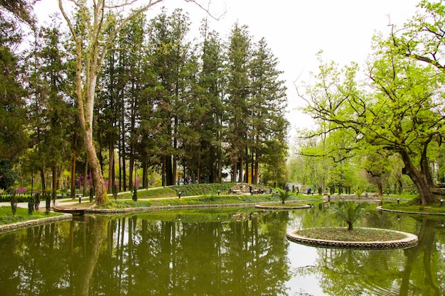 Stagno nel parco, giardino botanico Zugdidi in Georgia. Primavera.