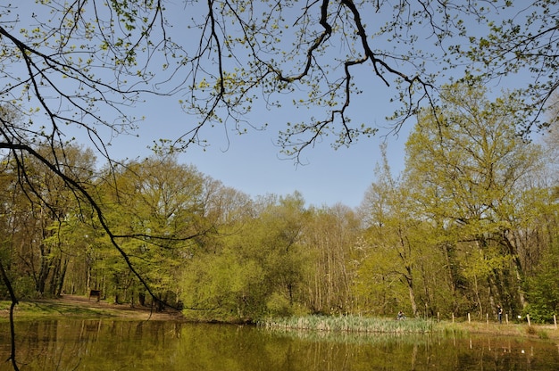 Stagno nella foresta comunale di Saint-Pierre-Lès-Elbeuf