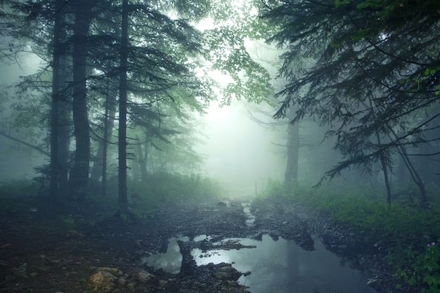 Stagno nella foresta