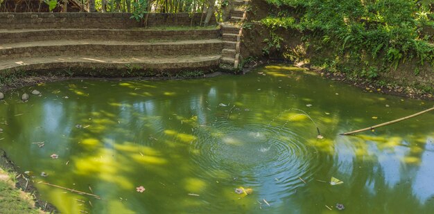 Stagno verde nel parco, Bali Indonesia.