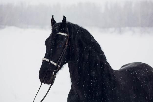 Stallone frisone che funziona nel campo di inverno.