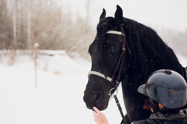 Stallone frisone che funziona nel campo di inverno.