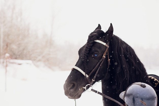 Stallone frisone che funziona nel campo di inverno.