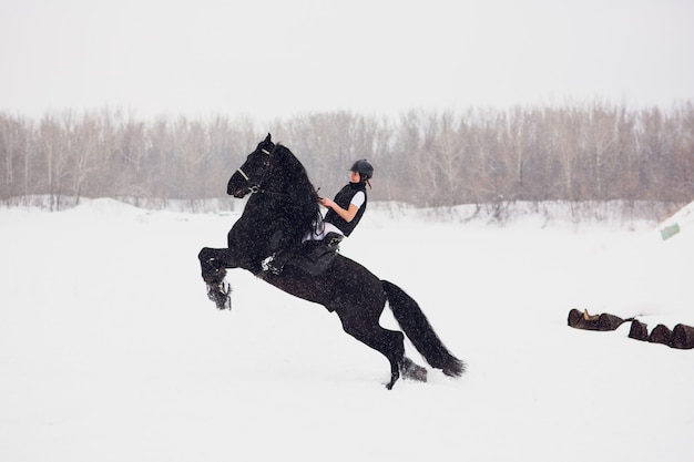 Stallone frisone che funziona nel campo di inverno.