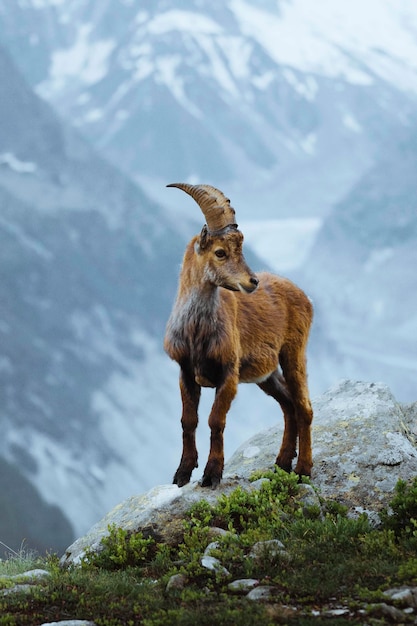 Stambecco delle Alpi francesi