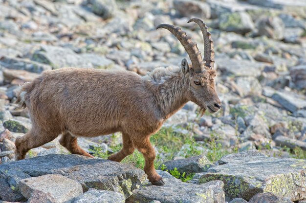 Stambecco isolato cervo corno lungo pecore Steinbock