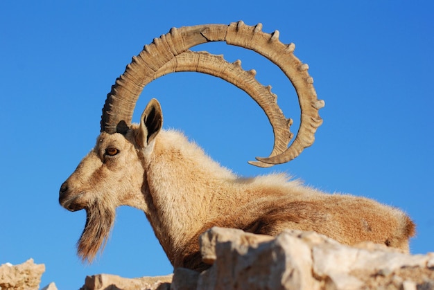 Stambecco nel deserto del Negev a Mitzpe Ramon sul bordo del cratere Machtesh Ramon, fauna selvatica in Israele