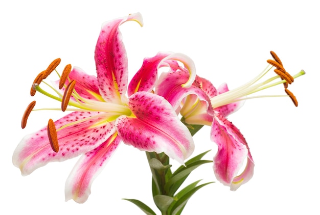 Stame e pistillo. Bellissimo bouquet di fiori di giglio rosa isolato su sfondo bianco. Forma di una stella marina. Disposizione piatta, vista dall'alto