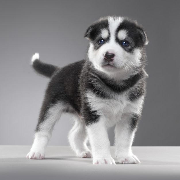 Stand di cucciolo husky nel muro grigio.