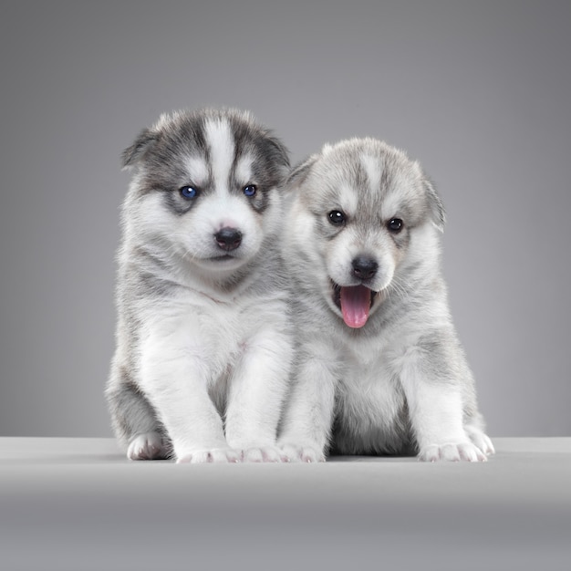 Stand di cucciolo husky nel muro grigio.