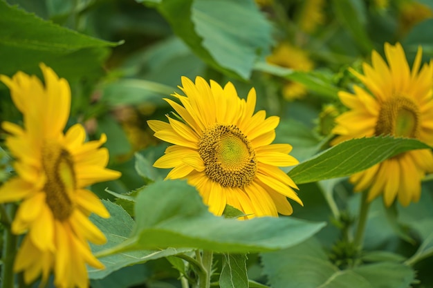 Stand di girasole giallo lucido su sfondo blu cielo luminoso in una giornata di sole in estate Splendida vista campo di girasoli Campo di girasole agricoltura Carta da parati con girasole