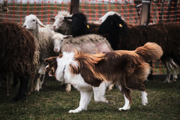 Standard sportivo per cani sulla presenza dell'istinto di pastore La razza più intelligente del mondo