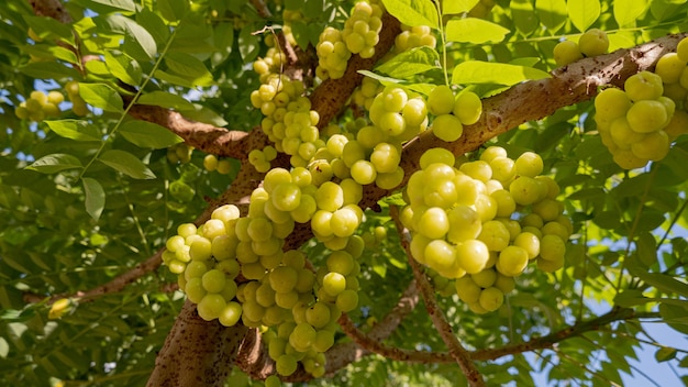 Star uva spina sull'albero e la luce del mattino Primo piano e copia spazio per il testo Concetto di frutta biologica