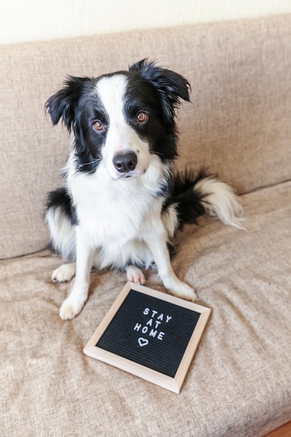 Stare a casa. Ritratto divertente del cucciolo di cane sveglio sullo strato con la parola di SOGGIORNO dell'iscrizione della bacheca. Nuovo adorabile membro del cagnolino di famiglia a casa al chiuso. Concetto di quarantena di vita animale cura degli animali domestici.