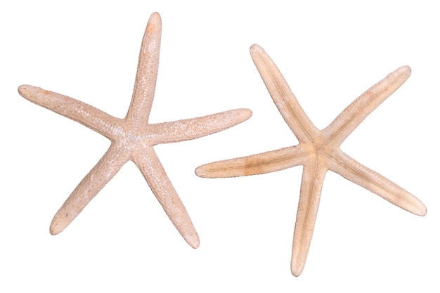 Starfish isolato su sfondo bianco Vista da due lati