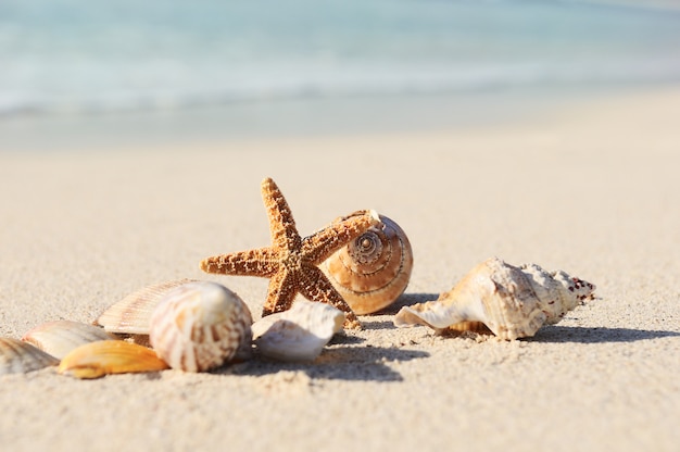 Starfish on the Beach