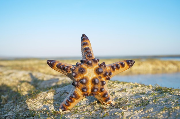 Starfish sulla sabbia della spiaggia